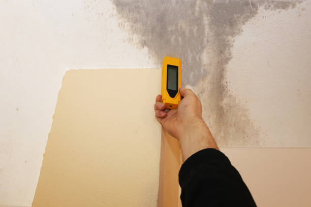 Best Mold Odor Removal Services  in Bradford, RI