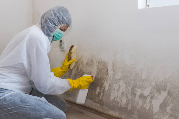 Best Mold Removal for HVAC Installations  in Bradford, RI