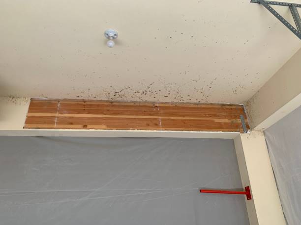 Best Biohazard Mold Removal  in Bradford, RI